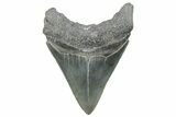 Serrated, Fossil Megalodon Tooth - South Carolina #288190-1